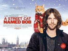 豆瓣8.1分治愈系电影，一只看到就会让人上瘾的猫！