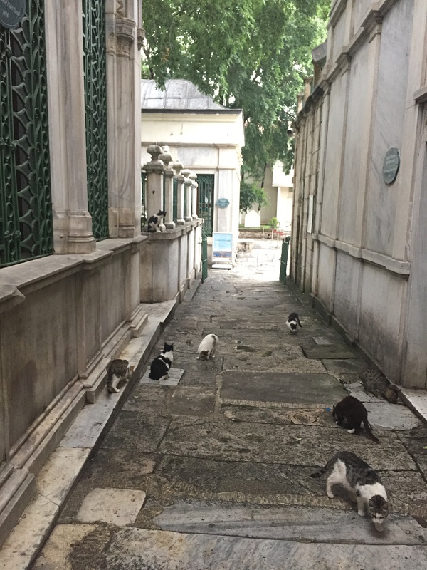 City of Purrs【高萌慎入】