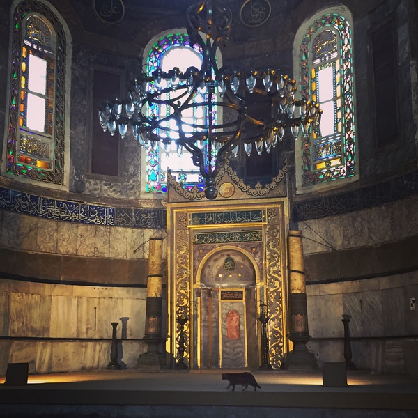 City of Purrs【高萌慎入】