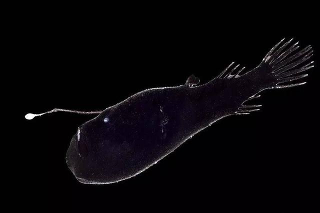 124800063bd4f73e1b8e