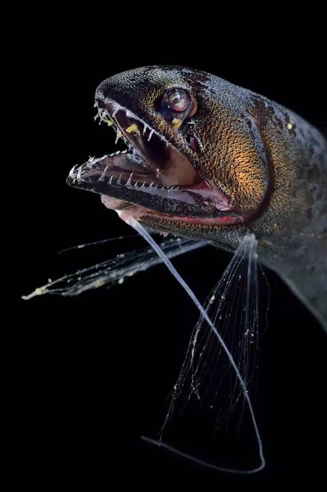 124d0006284c44ba9492