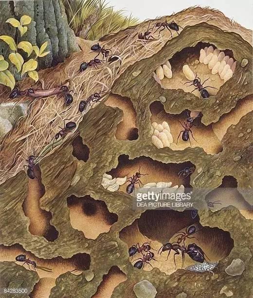 2dea000903a6671e537f