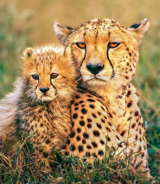 53f100041dfae3e7dfab