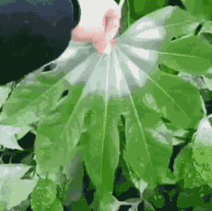 1523499974509d9fed29cc3