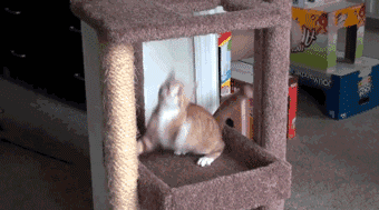 15262209168775a7a88312b