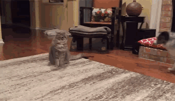 1526220918252950e9da20b