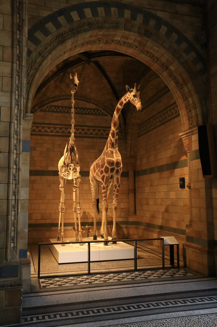 1526609500542dfc5451bba