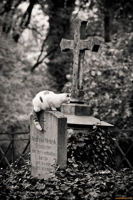 15228424000983433736d99