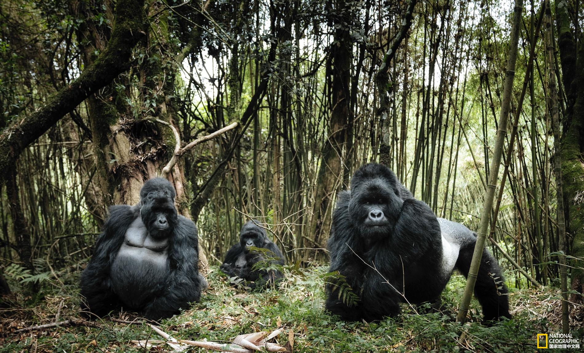 152456430088277d62728cc