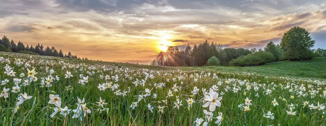 1527131243520d33f16ff3a