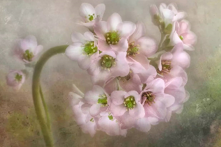 1527131247153c24a4b3d47