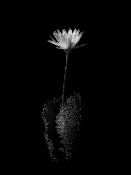 152713125352994b6e52def