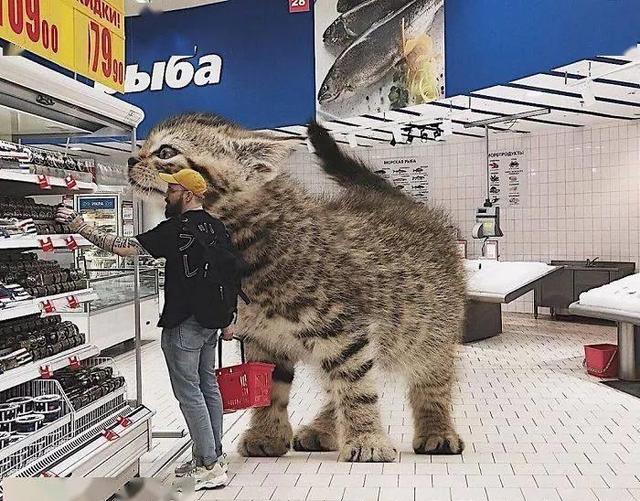 当他养了一只3米高的猫，治愈了整个世界