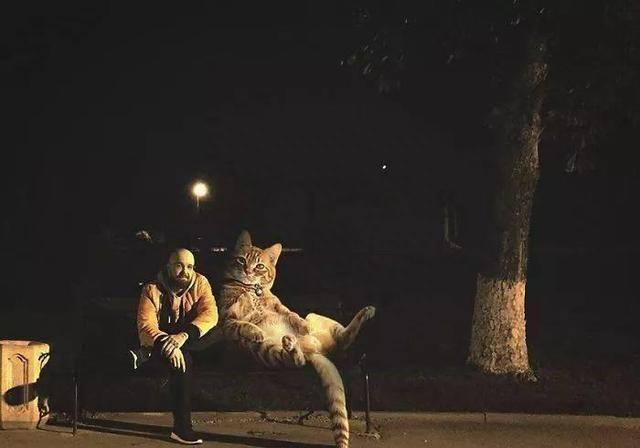 当他养了一只3米高的猫，治愈了整个世界