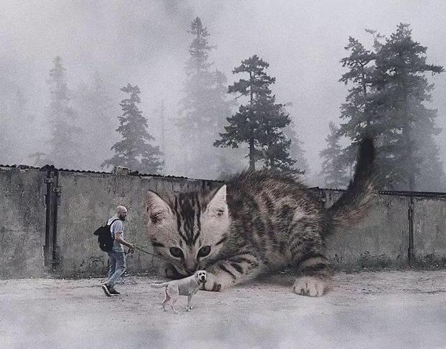 当他养了一只3米高的猫，治愈了整个世界