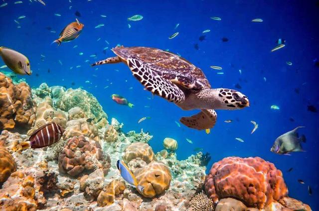 海洋动物也需要喝水，但海水很咸不能喝，那它们怎么喝到水？