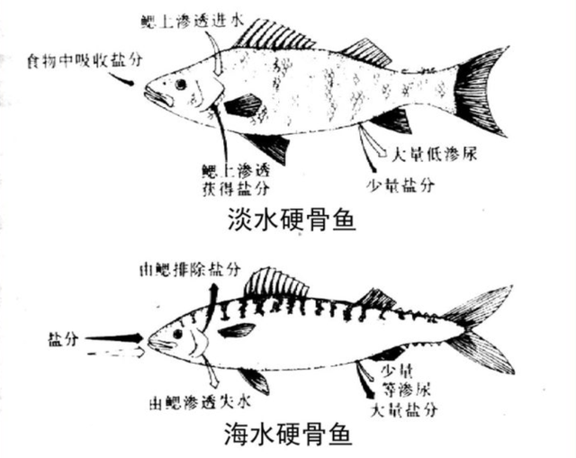海洋动物也需要喝水，但海水很咸不能喝，那它们怎么喝到水？