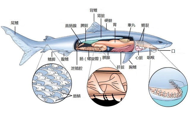 海洋动物也需要喝水，但海水很咸不能喝，那它们怎么喝到水？