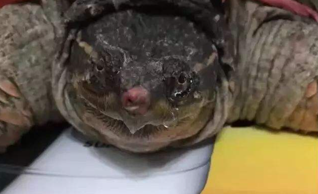 海洋动物也需要喝水，但海水很咸不能喝，那它们怎么喝到水？