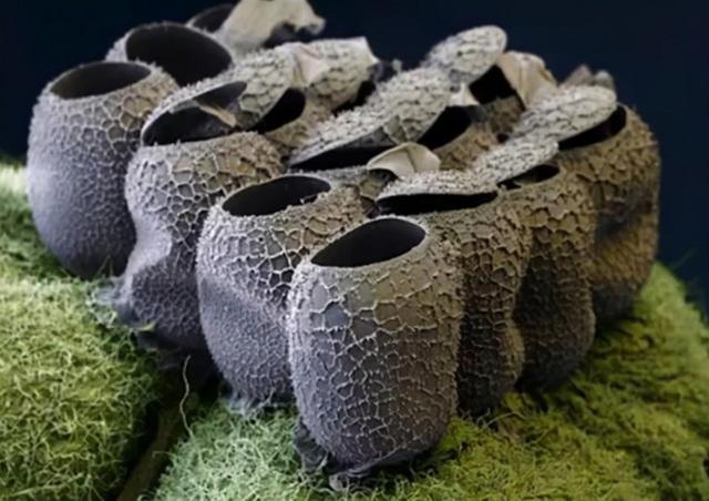 31张显微镜下拍摄的图片，看完感觉世界观被完全颠覆了