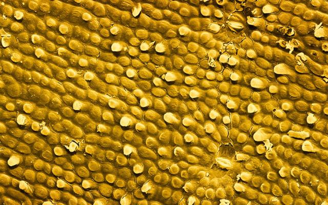 31张显微镜下拍摄的图片，看完感觉世界观被完全颠覆了