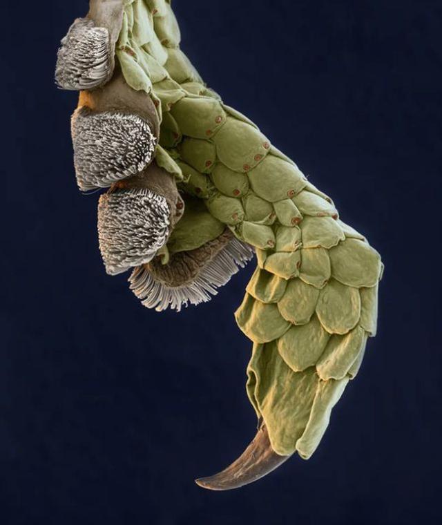 31张显微镜下拍摄的图片，看完感觉世界观被完全颠覆了