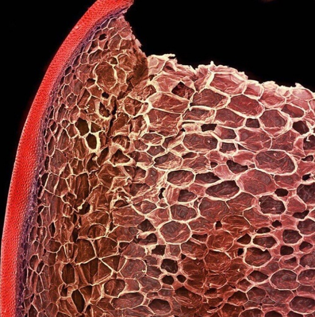 31张显微镜下拍摄的图片，看完感觉世界观被完全颠覆了