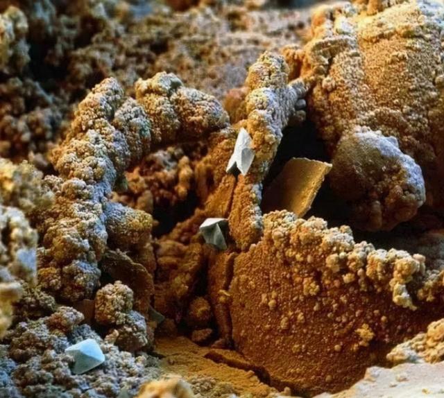 31张显微镜下拍摄的图片，看完感觉世界观被完全颠覆了