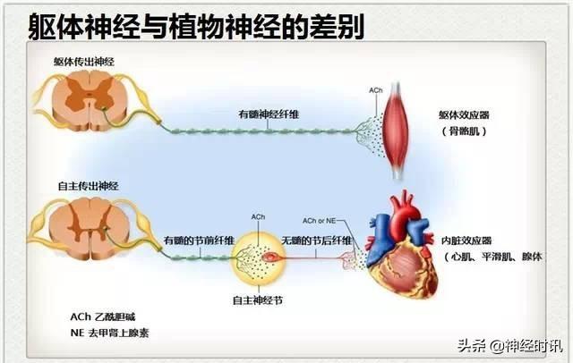 神经解剖（27图）解剖知识必备