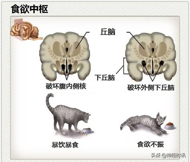 神经解剖（27图）解剖知识必备