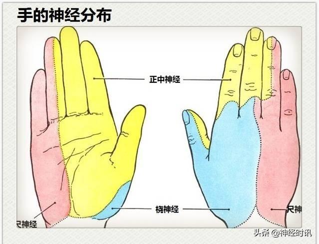 神经解剖（27图）解剖知识必备