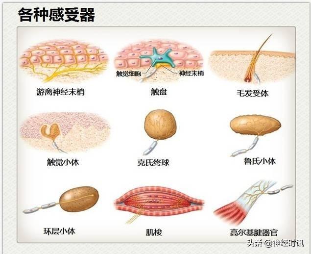 神经解剖（27图）解剖知识必备