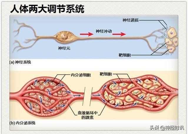 神经解剖（27图）解剖知识必备