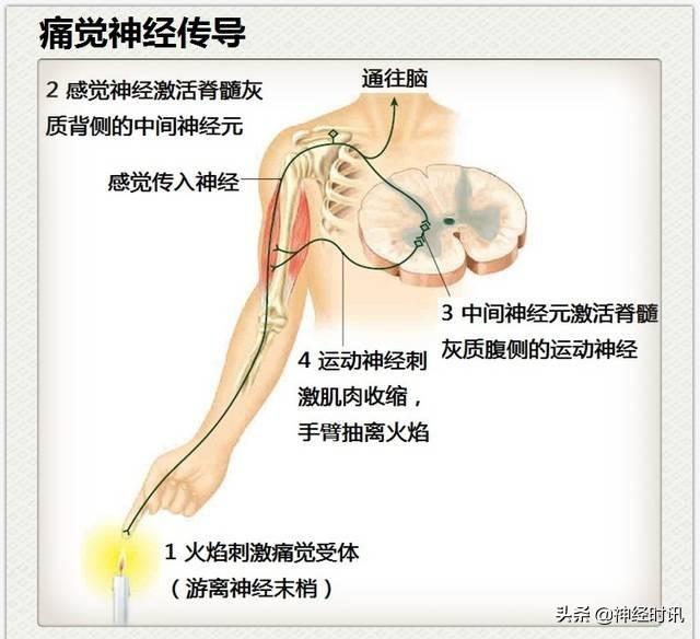 神经解剖（27图）解剖知识必备