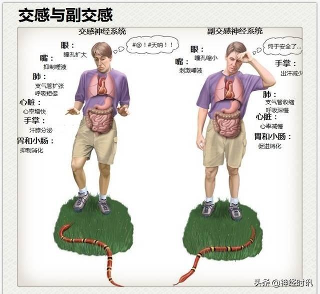 神经解剖（27图）解剖知识必备