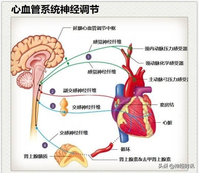 神经解剖（27图）解剖知识必备