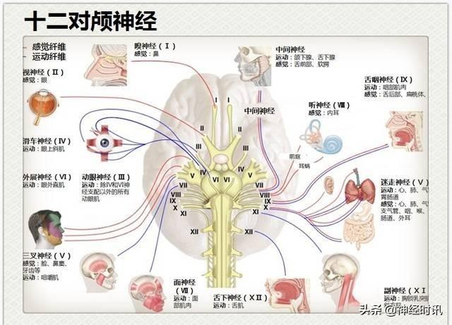 神经解剖（27图）解剖知识必备
