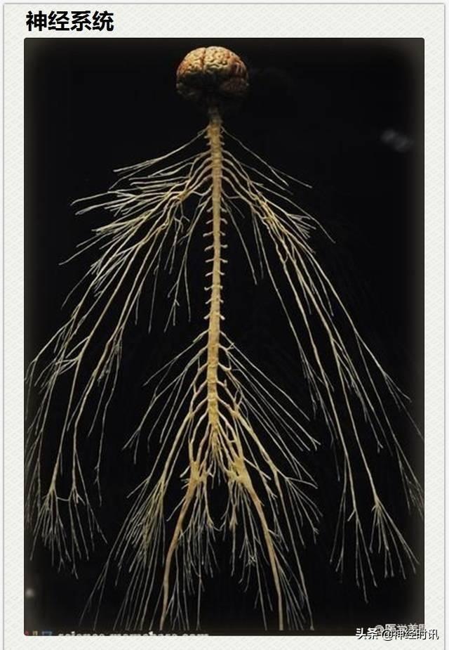 神经解剖（27图）解剖知识必备