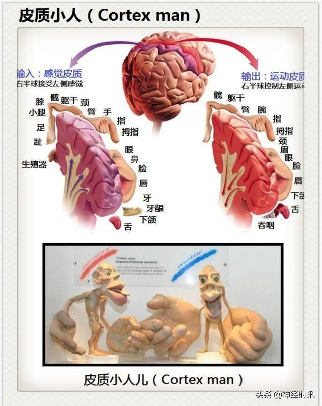 神经解剖（27图）解剖知识必备