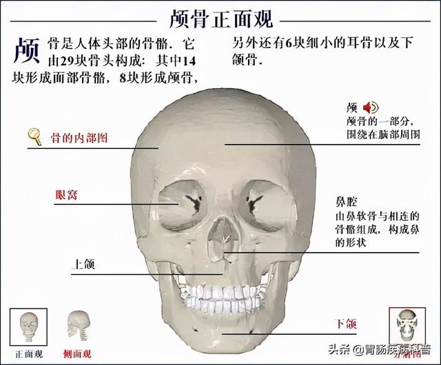 全身骨骼系统解剖图谱汇总