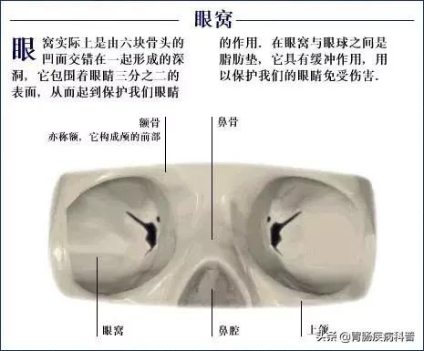 全身骨骼系统解剖图谱汇总