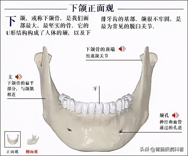 全身骨骼系统解剖图谱汇总