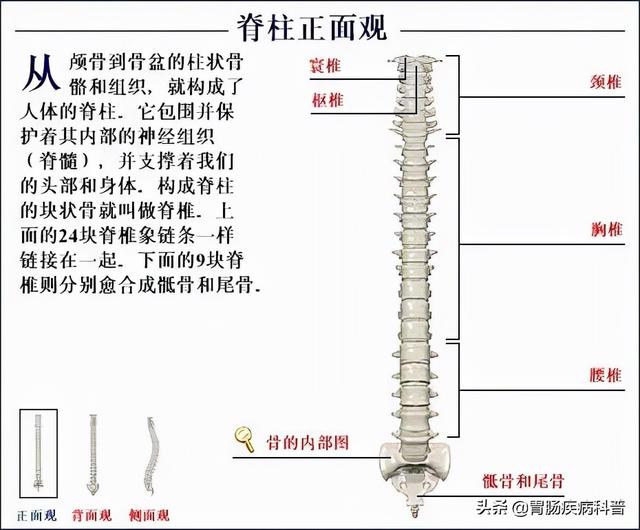 全身骨骼系统解剖图谱汇总