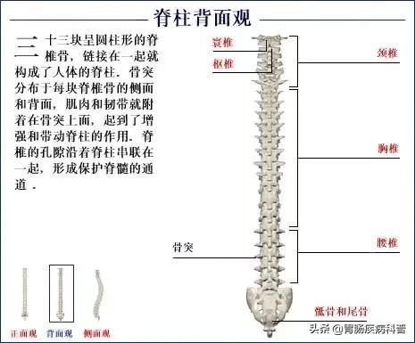 全身骨骼系统解剖图谱汇总