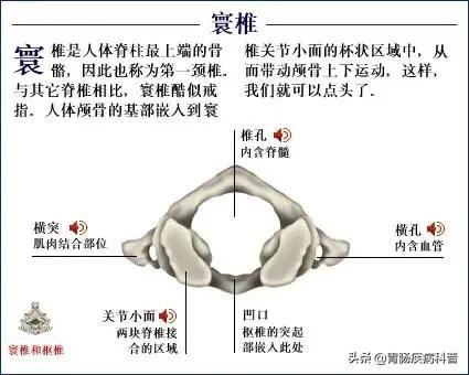 全身骨骼系统解剖图谱汇总