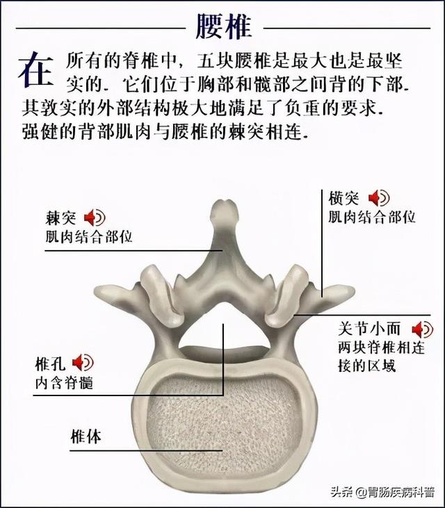 全身骨骼系统解剖图谱汇总