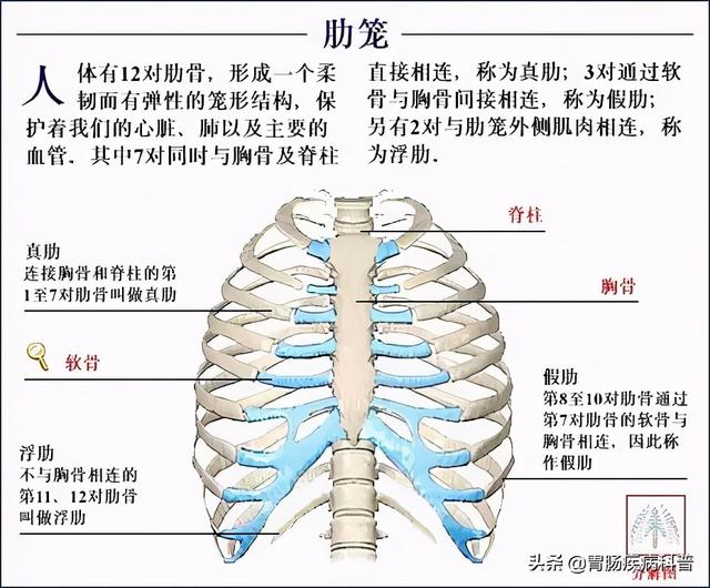 全身骨骼系统解剖图谱汇总