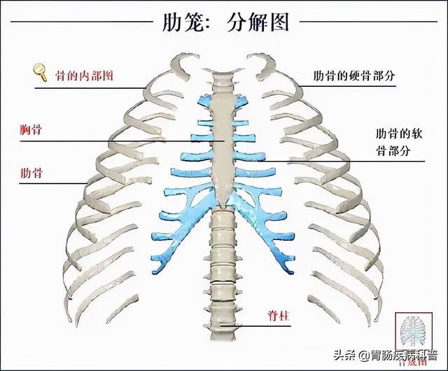 全身骨骼系统解剖图谱汇总