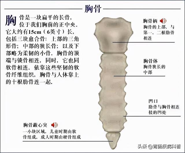 全身骨骼系统解剖图谱汇总