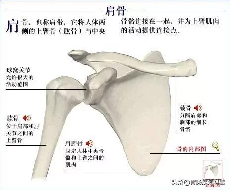 全身骨骼系统解剖图谱汇总